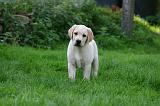 LABRADOR 1274
